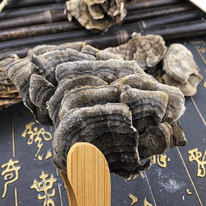 云芝中药材云芝黄云长白山云灵芝云芝蘑白底云芝清青芝灵芝包邮