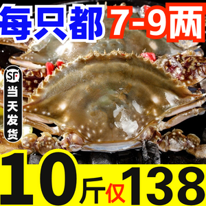梭子蟹鲜活超大特大公蟹母蟹新鲜海螃蟹海鲜水产飞蟹白蟹红膏蟹