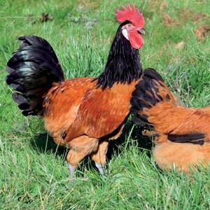 【10枚】红色两头乌观赏鸡黑色两头乌黑白条纹两头乌受精蛋种蛋