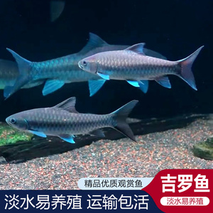 异口新光唇吉罗鱼蓝吉罗史氏活体原生冷水观赏风水鱼一线金吉罗鱼