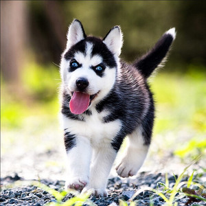 香港发货血统蓝眼哈士奇犬幼崽萨摩耶雪橇犬二哈中型家养宠物狗舍