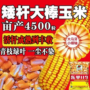 国审正品玉米种子甘肃育种原装红轴抗旱抗高温高产矮杆玉米种子