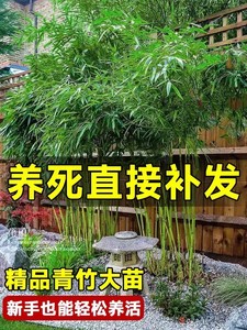 竹子苗庭院四季耐寒植物观赏大型竹子盆栽紫竹苗黄金竹罗汉竹绿植