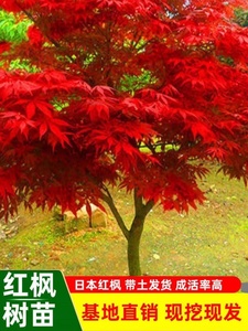 日本红枫树苗红舞姬室外耐寒枫树盆景盆栽庭院绿化植物风景树植物