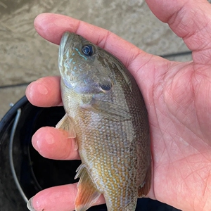 蓝鳃太阳鱼苗杂交金边淡水水库鱼塘帆布池养殖小型原生观赏鲫鱼苗