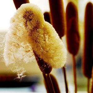 工厂天然香蒲绒护颈保健枕头枕芯优质蒲絮植物工艺品絮状蒲绒_阿里巴