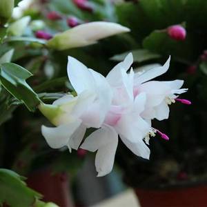 圣诞白白色蟹爪兰花卉植物室内花好养带花苞多色开花不断白玛丽