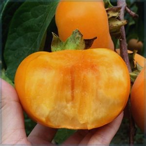 果树苗日本甜柿阳丰树苗脆甜柿子苗嫁接苗当年结果南方北方种植