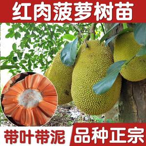 大苗正宗菠萝蜜树苗木广西嫁接榴莲水果马来西亚一1号泰国812干包