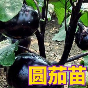 圆茄子苗高产快茄幼苗黑紫色特大茄苗秧苗口感好四季种植蔬菜苗子
