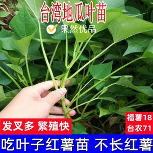 食用红薯叶苗专吃叶子的红薯地瓜叶苗食叶型种子苗台湾苕尖番薯叶