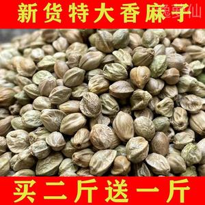 甘肃天水麻子大粒现炒五香生熟麻籽火麻子人吃食用500g买2送1