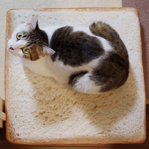 仿真面包坐垫靠垫切片吐司抱枕毛绒猫咪专用面包型坐垫子