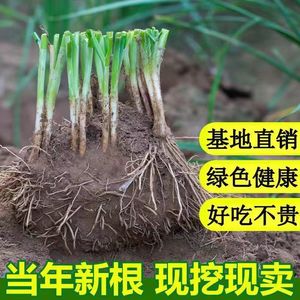 韭菜根苗四季小叶韭菜苗细叶浓香阳台大田留种盆栽庭院紫根农家土