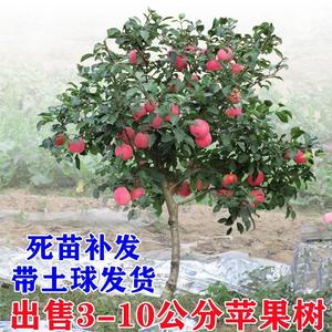 苹果树果苗嫁接矮化红富士冰糖心小鸡心果南北方盆栽庭院种植果树
