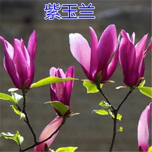 基地出售紫玉兰花树苗庭院植物红玉兰白玉兰耐寒绿化苗木南北种植