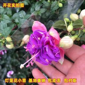 倒挂金钟盆栽重瓣灯笼花小苗吊钟花海棠花宝莲灯阳台花卉四季开花