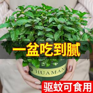 柠檬薄荷盆栽可食用留兰香迷迭香猫草水培绿植物好养驱蚊室内新鲜