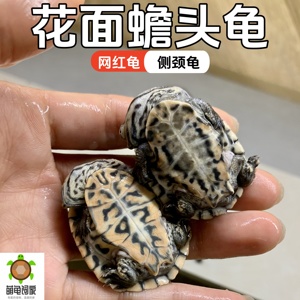花面蟾头龟喜拉你侧颈龟深水龟好养活乌龟活物稀有宠物龟热带龟