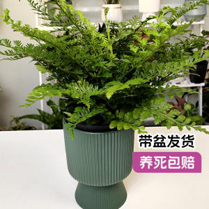 【名花巧匠】吉姆蕨盆栽平安蕨耐冷蕨类植物室内办公桌吸甲醛花卉