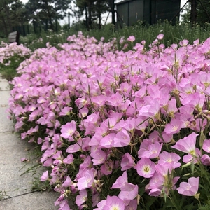 美丽月见草花种籽子多年生耐寒耐热宿根四季播种开花庭院花海种孑