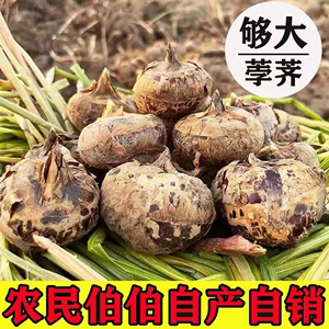 【现挖现发】新鲜马蹄荸荠5斤水果农家蔬菜马蹄果地栗地梨9斤包邮