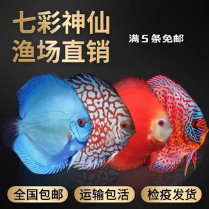 七彩神仙鱼热带鱼观赏鱼老虎狗德松天子蓝红妃豹点特价2-10厘米