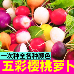 寿光五彩樱桃萝卜种子红紫黄绿白水果青萝卜菜籽速生阳台四季盆栽