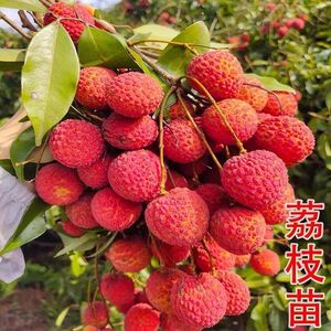 广西荔枝苗无核妃子笑三月红糯米糍荔枝苗带土带叶南北方种植果