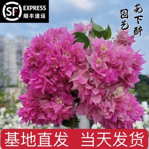 重瓣系列三角梅 红黄橙粉怡景 勤花四季开花阳台庭院爬藤绿植花卉