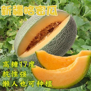 新疆网纹哈密瓜种子四季播水果哈蜜瓜甜瓜香西瓜阳台蔬菜种籽