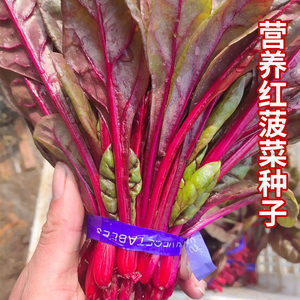营养红菠菜种子紫色菠菜养生营养菜菠菜种籽春秋冬季播种蔬菜种子