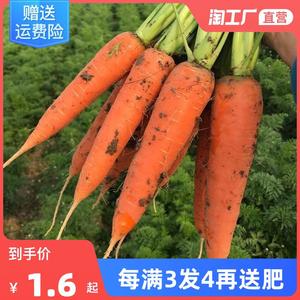 胡萝卜种子籽种红罗水果萝卜四季秋冬蔬菜种籽大全种孑罗卜黄心