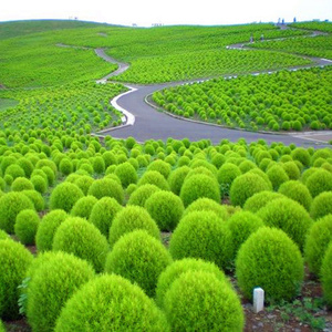 花种籽子红地肤种子 绿地肤花种子 扫帚苗 孔雀松 景观花海庭院草