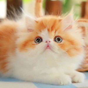 香港发货虎斑加菲猫幼崽纯白长毛波斯猫活体宠物猫咪异国短毛幼猫