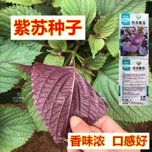紫苏种子种籽盆栽菜种子可食用苏子紫苏叶籽四季可播易种蔬菜种子