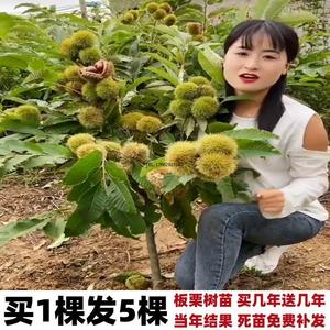 板栗苗嫁接板栗树苗早熟耐寒抗旱南方种植盆栽地栽当年结果树苗