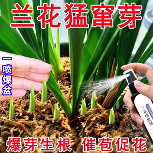 【快速生根】兰花爆根剂兰花专用营养液防枯叶催绿生根开花液体肥