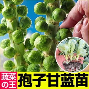 抱子甘蓝种子苗孢子菜种高产紫迷你小卷心菜包心菜种籽四季蔬菜孑