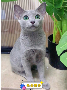 香港发货俄罗斯蓝猫纯种幼猫活体短毛猫阿契安吉猫绿眼睛宠物猫咪