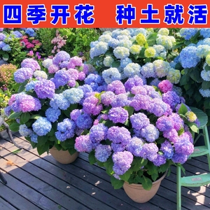 绣球花苗无尽夏四季开花盆栽庭院室内外阳台大花好养的花卉绿植物