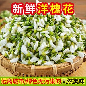 新鲜洋槐花杨槐树魁花2024河南深山野生春天野菜现摘可做窝窝头饼