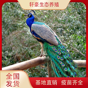 蓝孔雀苗 孔雀活体 种蛋可孵化 孔雀受精蛋宠物鸟观赏鸟基地直销