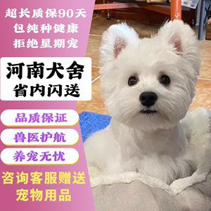 【河南犬舍】西高地白梗幼犬纯种狗狗白色小狗活物家养宠物小型犬