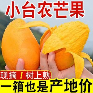 海南小台芒果新鲜水果10斤小芒果整箱当应季特产大果小台农芒果甜