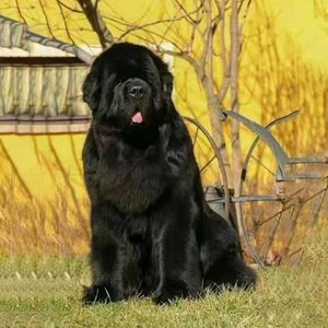 巨型纽芬兰犬黑熊犬巨骨架狩猎温顺狗看家