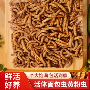 面包虫活虫黄粉虫活体金龙鱼乌龟仓鼠大麦虫画眉鸟食八哥幼虫钓鱼