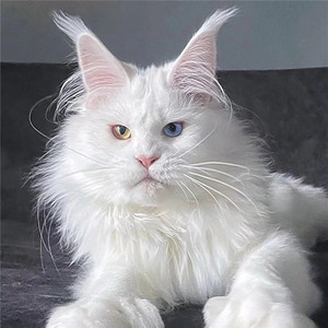 全国香港发货俄罗斯纯白异瞳鸳鸯眼缅因猫幼崽巨型长毛宠物森林猫