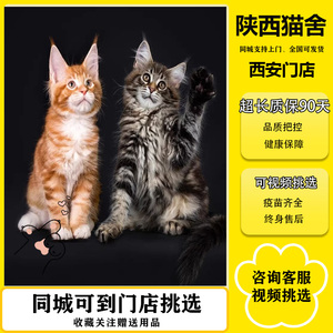 纯种缅因猫幼猫银虎斑棕虎斑烟灰缅因长毛猫巨型宠物猫咪活物小猫