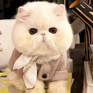 全国香港发货纯白异瞳包子脸加菲猫异国短毛猫幼崽宠物波斯猫幼猫